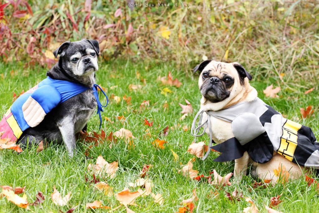 Super Hero Pugs