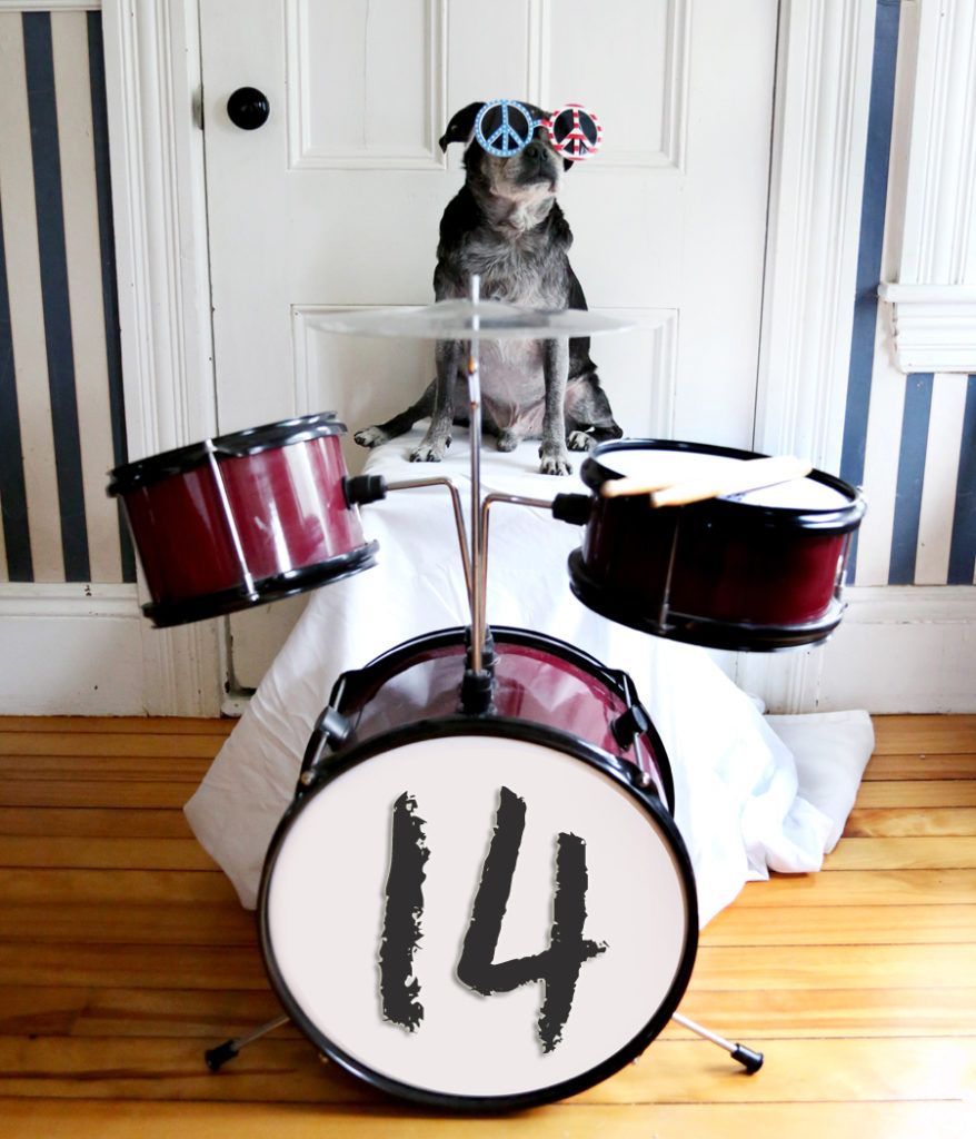 Dog Drummer