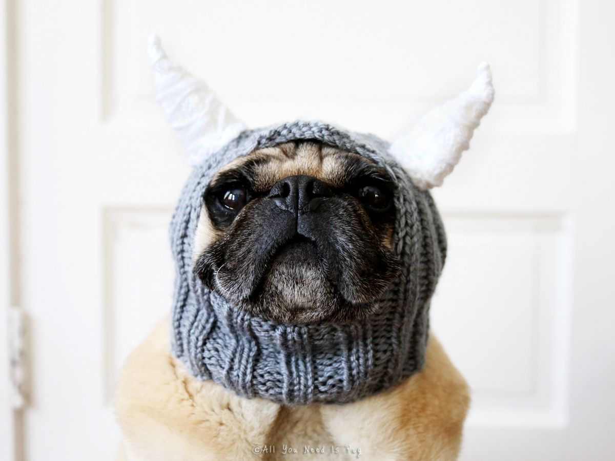 pug hats for dogs