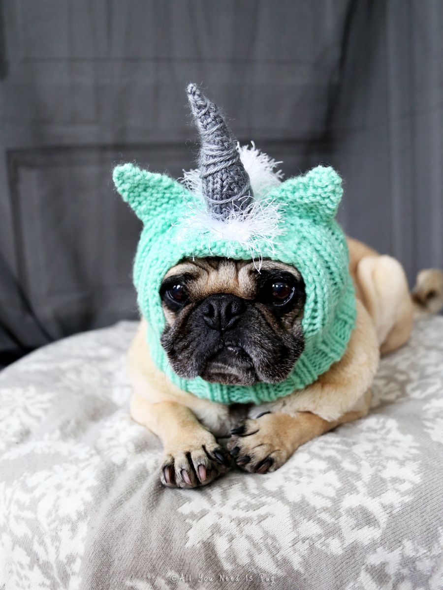 pug hats for dogs