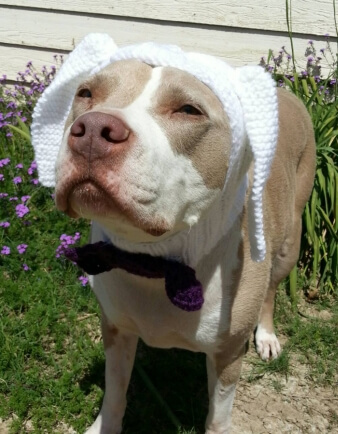 Rabbit Dog Hat