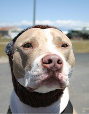 Aviator Dog Hat