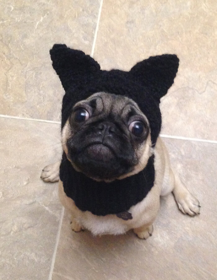 Black-Cat Dog Hat