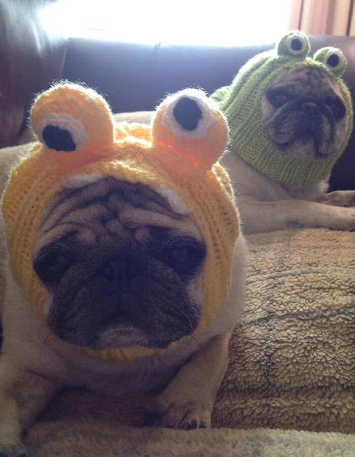 Frog Dog Hat