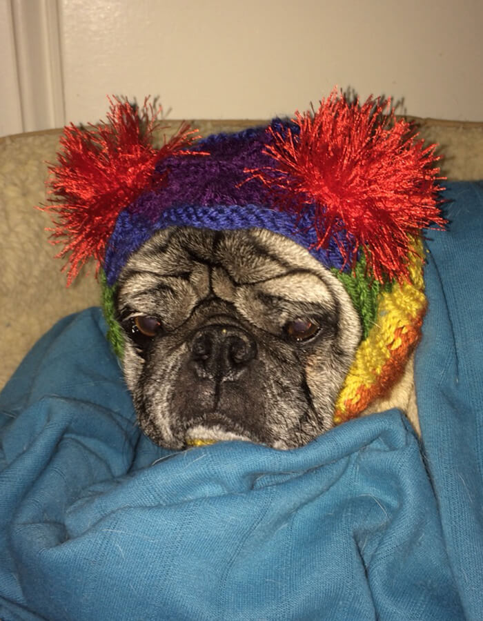 Rainbow Dog Hat