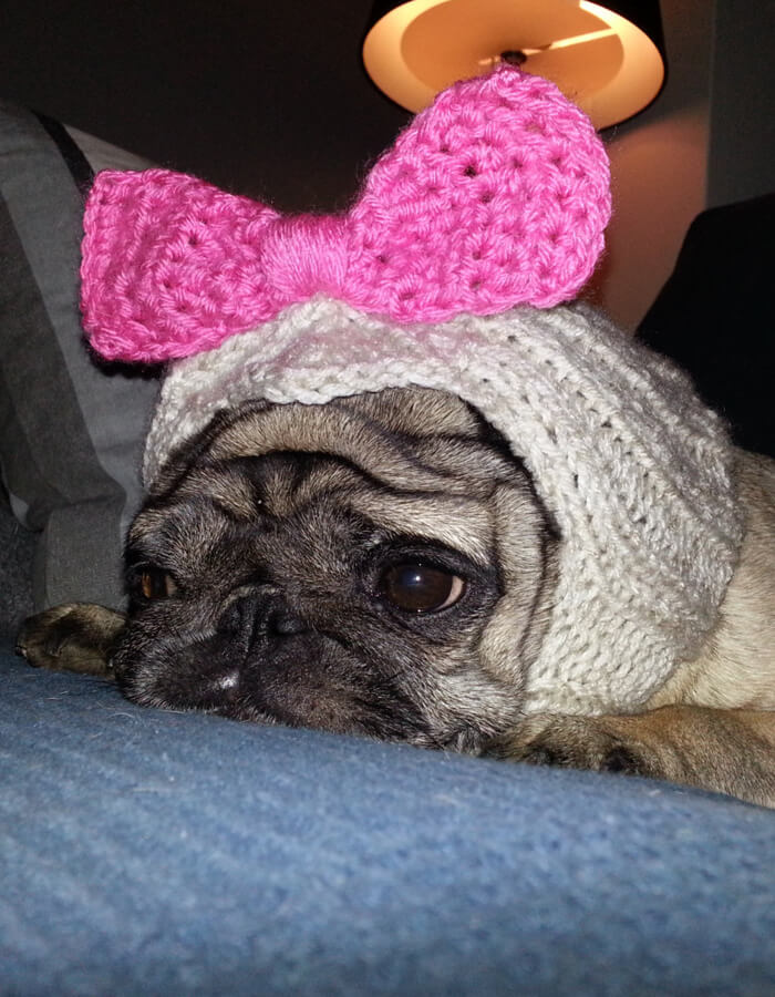 Betty Bow Dog Hat