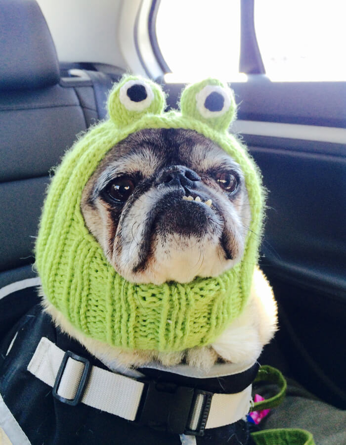 Frog Dog Hat