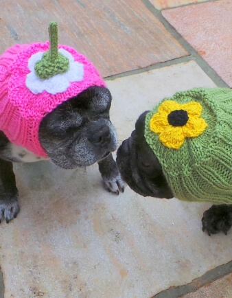 Upside down Daisy Dog Hat