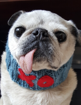 Pugs And Kisses Dog Neck Warmer