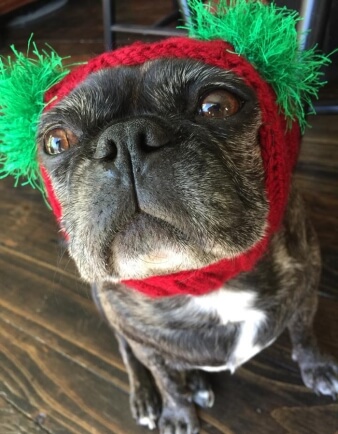 Snuggly Pug Hat