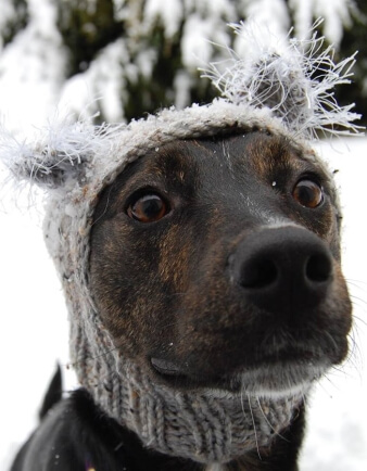 Koala Dog Hat