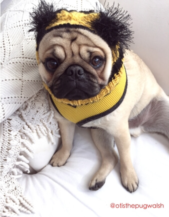 Bumble Bee Dog Hat