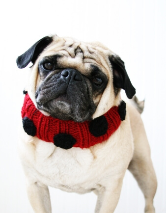 Lovely Ladybug Knit Dog Collar