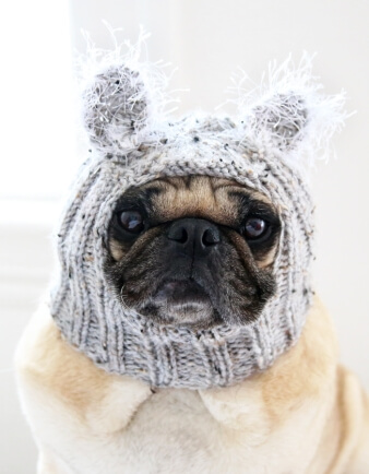 Baby Koala Bear Dog Hat