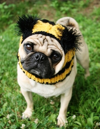Bumble Bee Dog Hat - Pug Hat