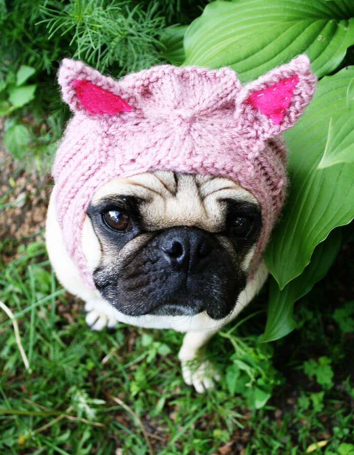 Piglet Dog Hat