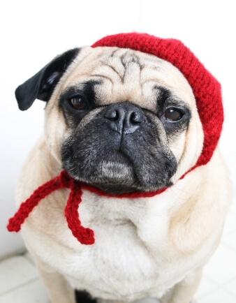 Petite French Beret Dog Hat