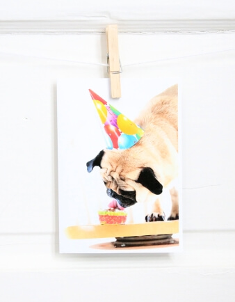 Have Your Cake and Eat It Pug Birthday Card