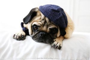 James Dean - All you need is pug