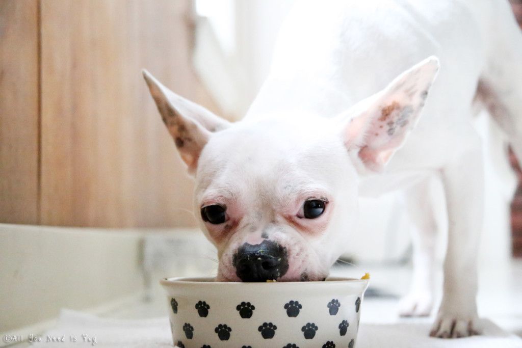 Cooking for Furry Companions