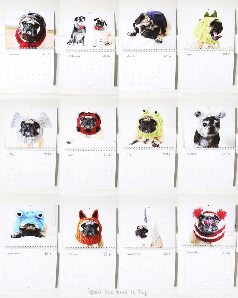 2016 Pug Calendar Display