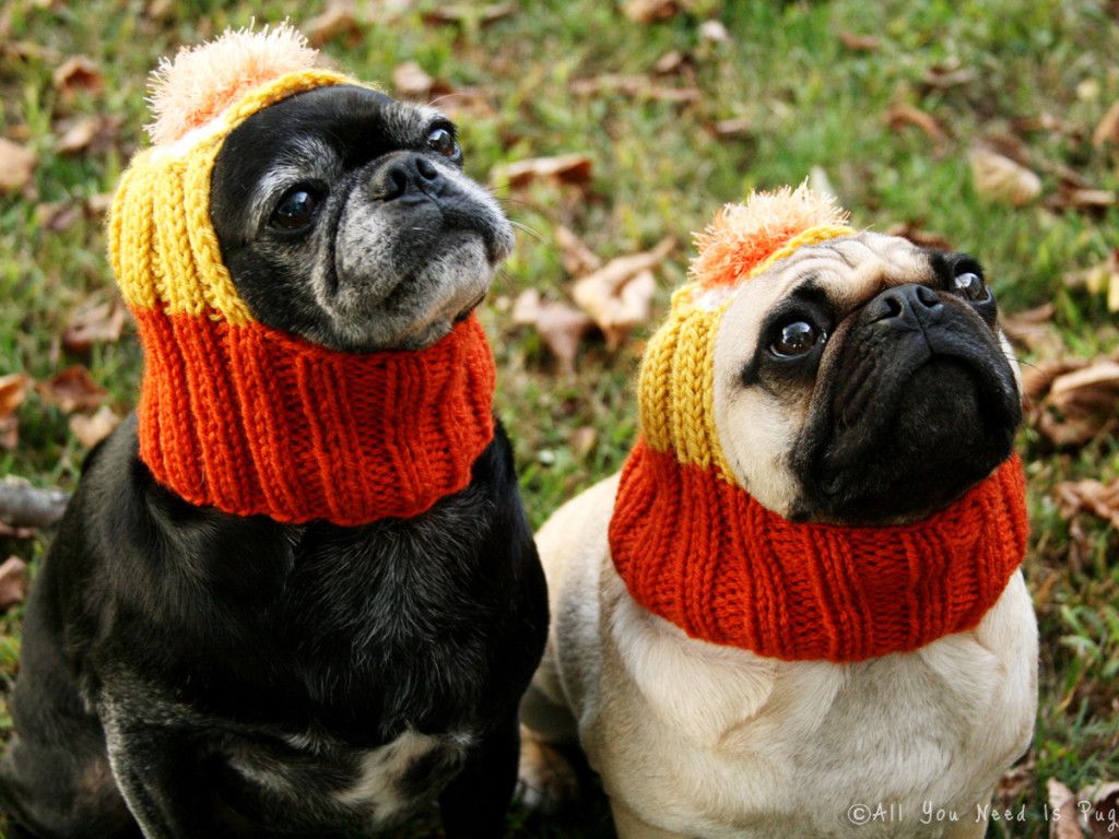 All You Need is Pug Candy Corn Dog Hat