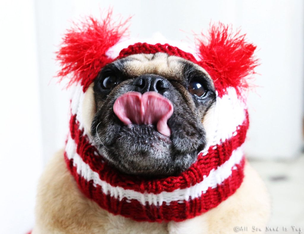 All You Need is Pug Candy Cane Dog Hat