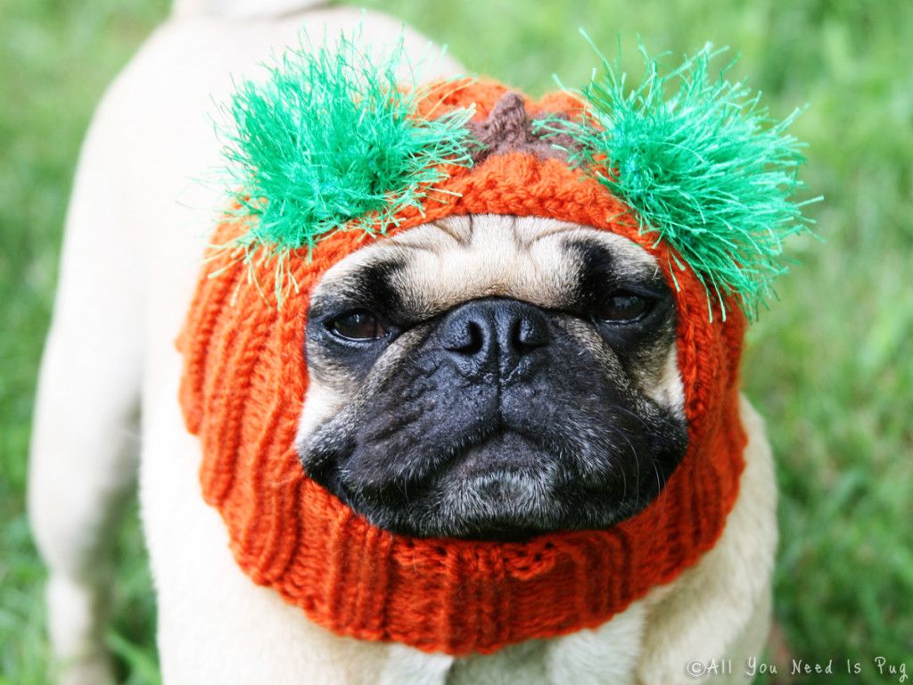 All You Need is Pug Pumpkin Head Dog Hat