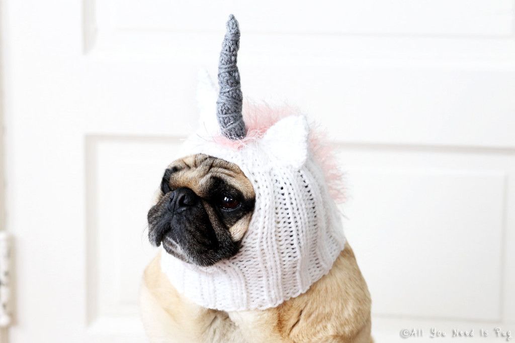unicorn dog hat