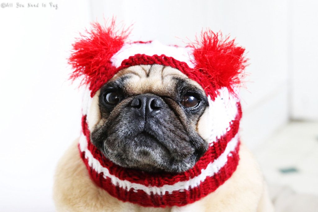 Candy Cane Dog Hat