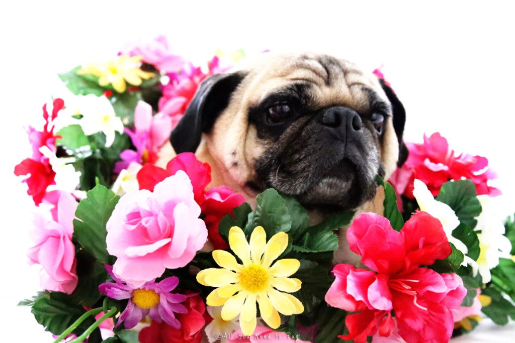 Pug Flower King