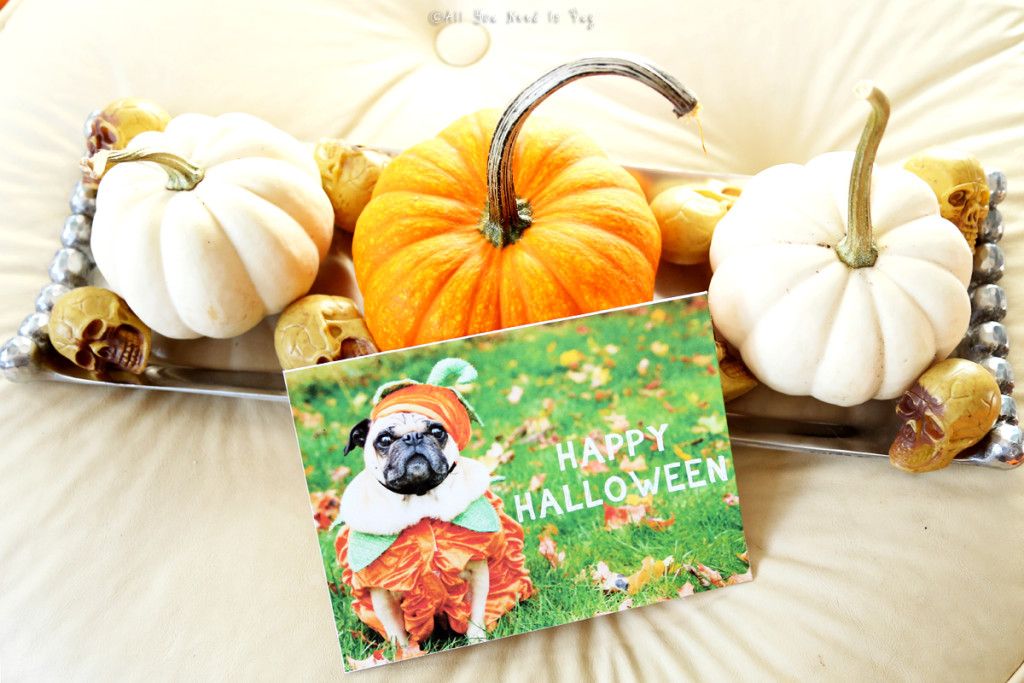 Halloween Pug Card and Pumpkins