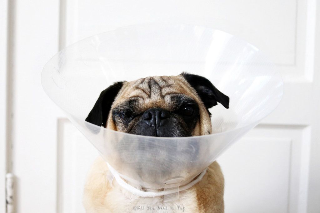 JD Pug in Cone