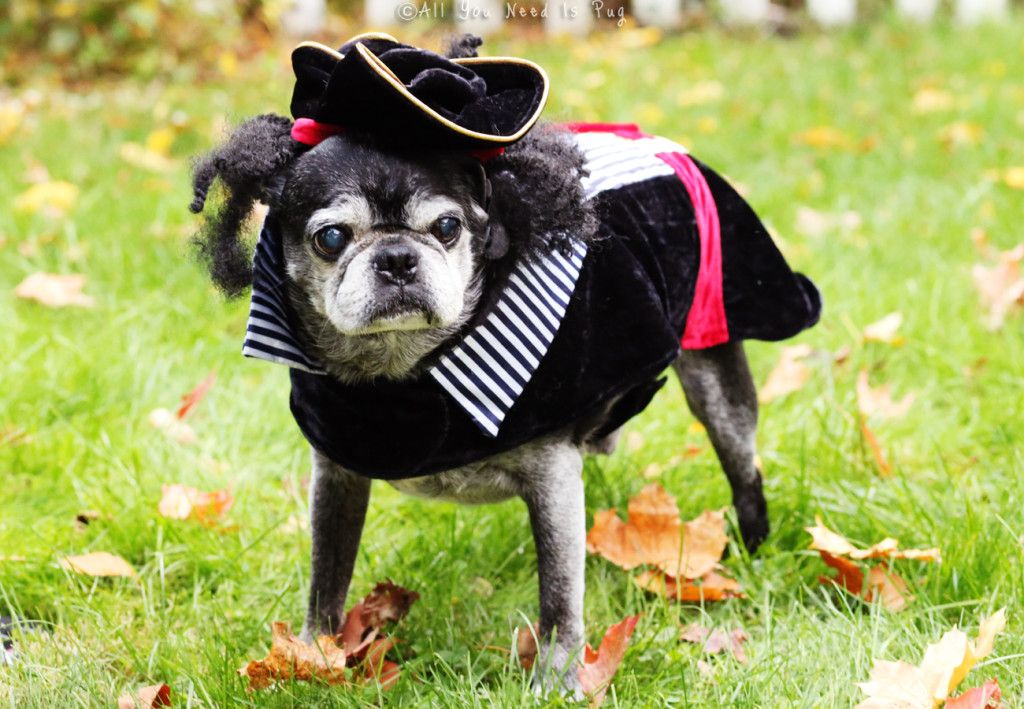 Pirate Pug