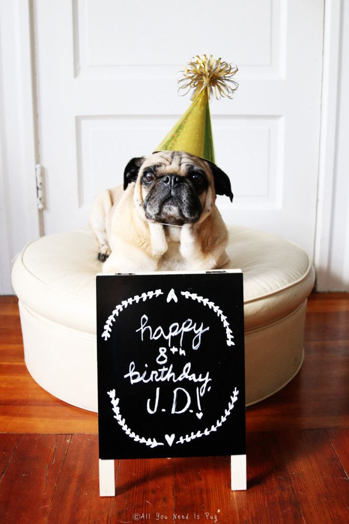 Pug Birthday 2