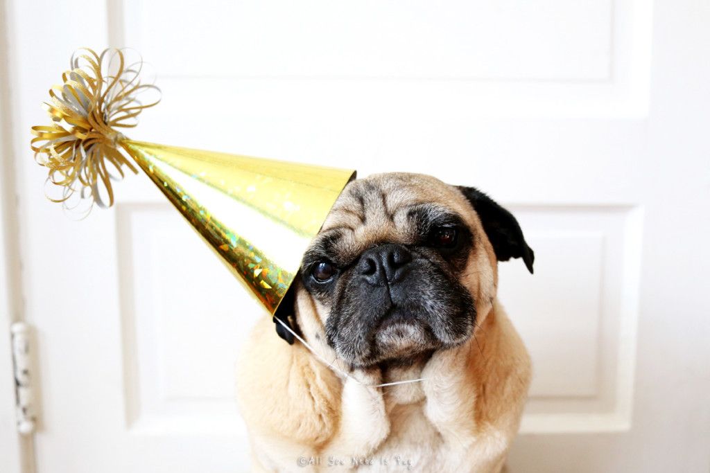 Pug Birthday 3