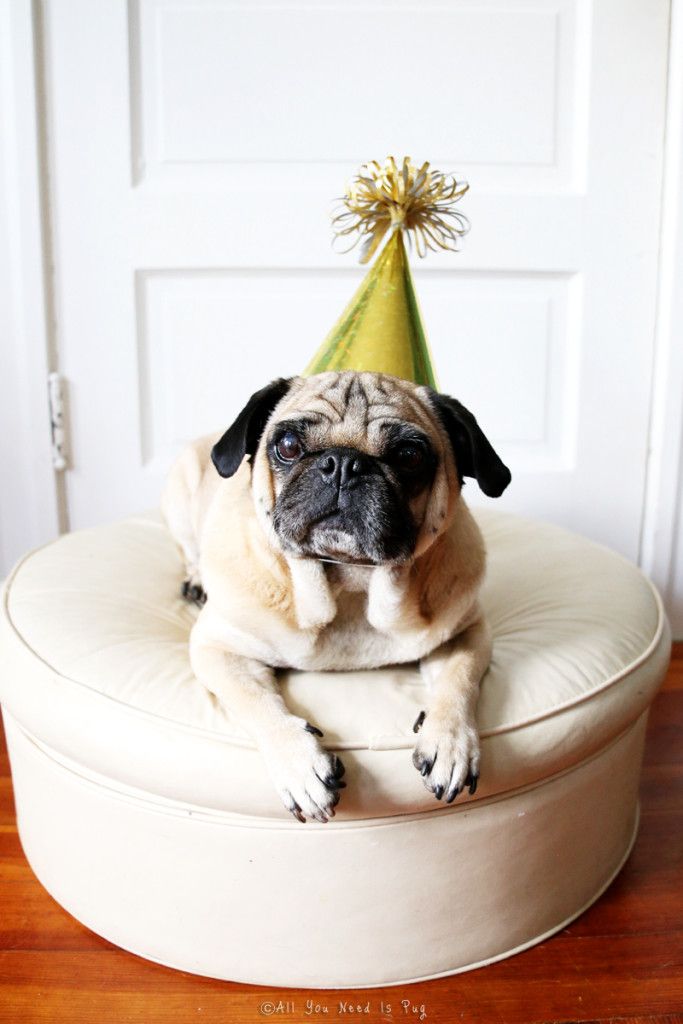 Pug Birthday 4